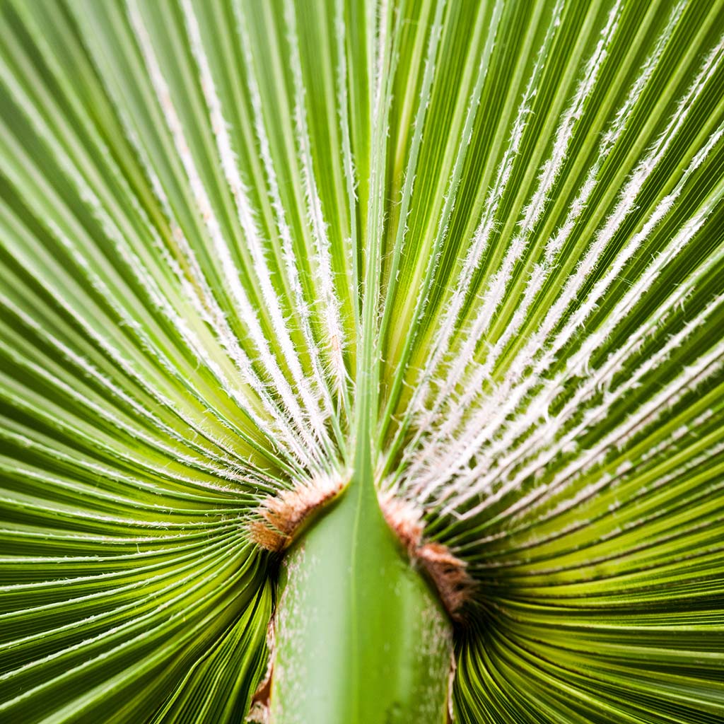 Chamaeropshumilis Compacta Fan Palm 50x120cm house plant