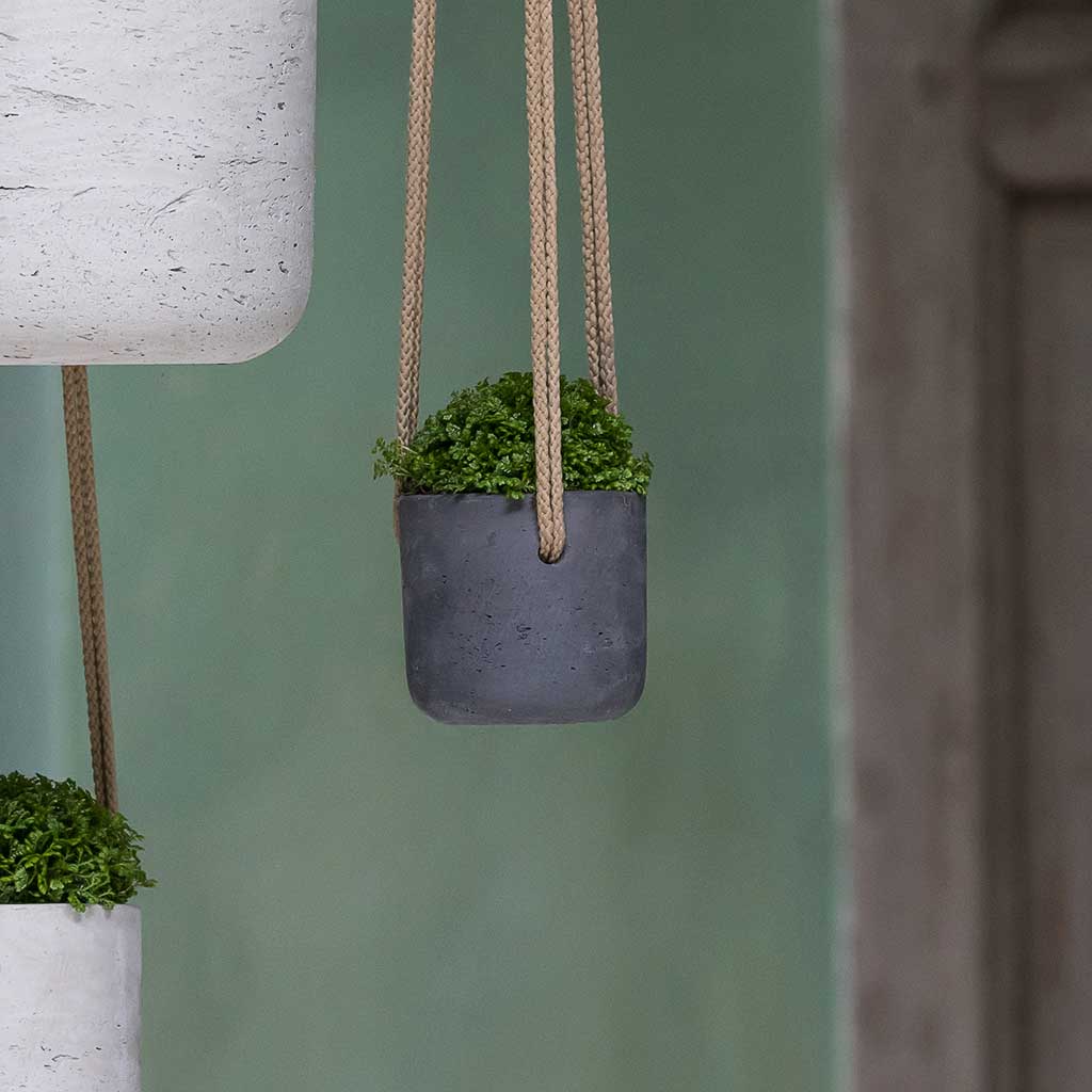 Charlie Hanging Plant Pot - Black Washed & Houseplant
