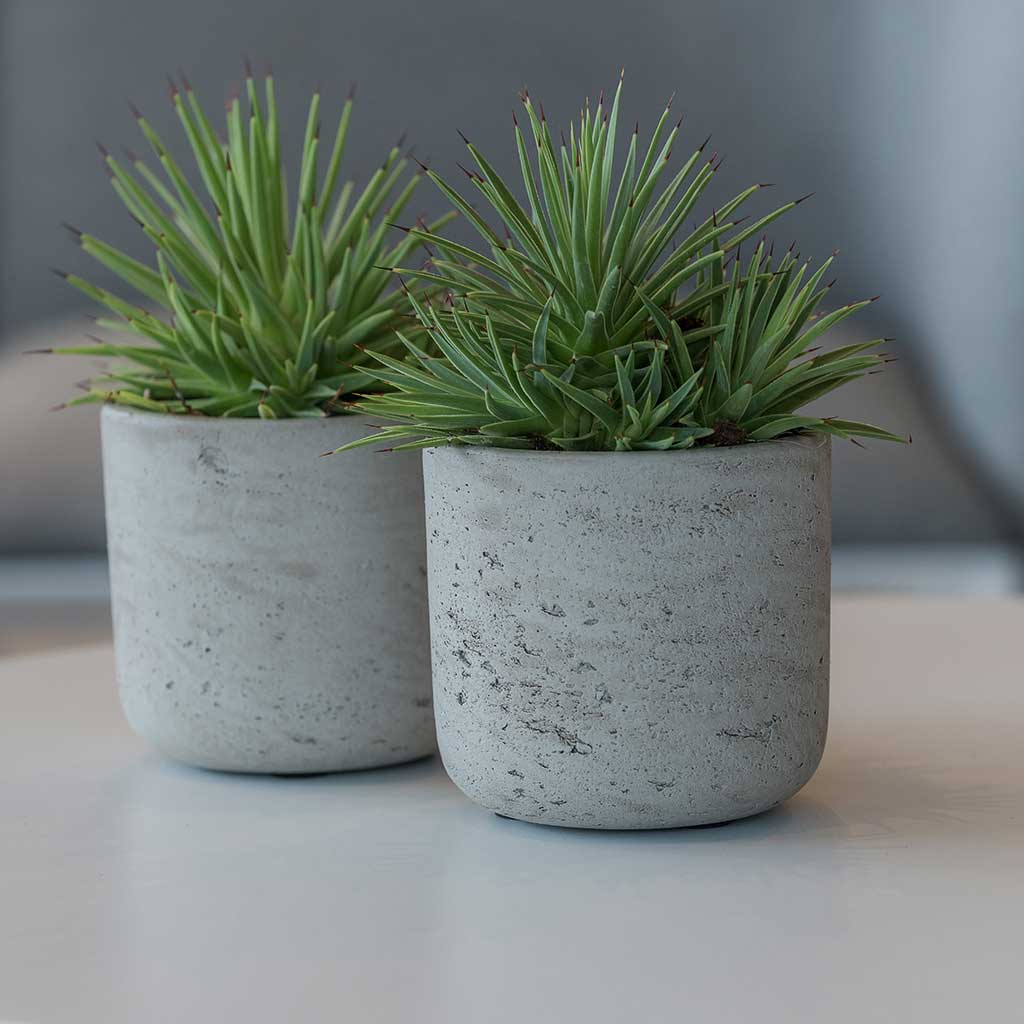 Charlie Plant Pot - Grey Washed & Small Houseplants