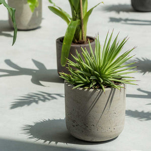 Charlie Plant Pot - Grey Washed & Outdoor Succulent