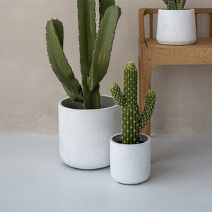 Charlie Plant Pot - White Washed With Artificial Cacti
