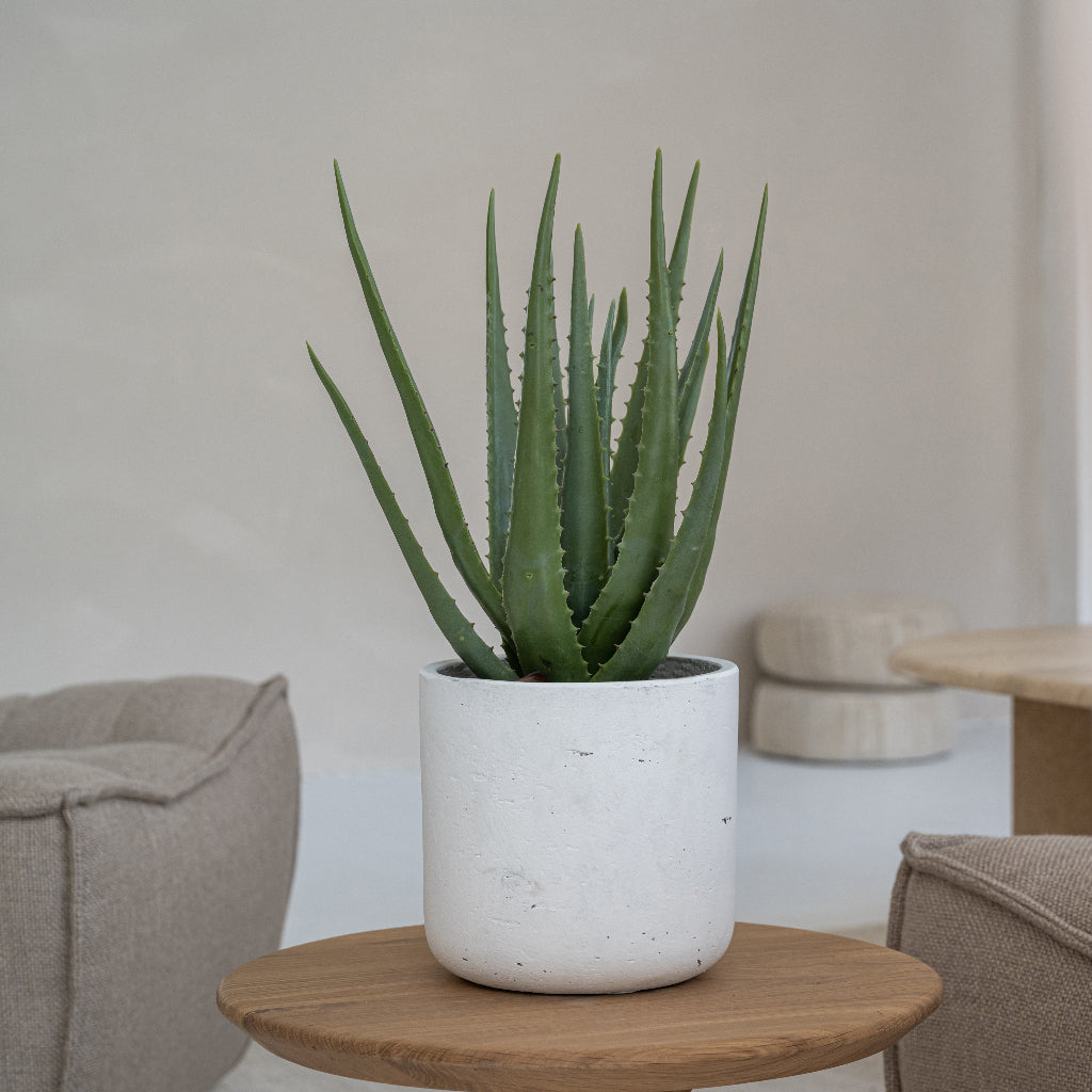 Charlie Plant Pot - White Washed With Artificial Aloe