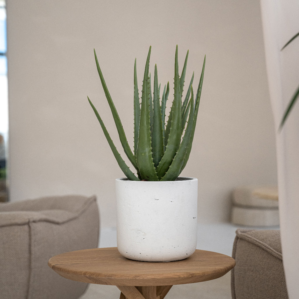 Charlie Plant Pot - White Washed XL