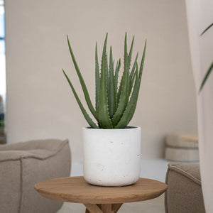 Charlie Plant Pot - White Washed With Artificial Aloe Vera