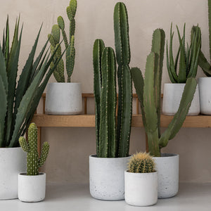 Charlie Plant Pot - White Washed Collection