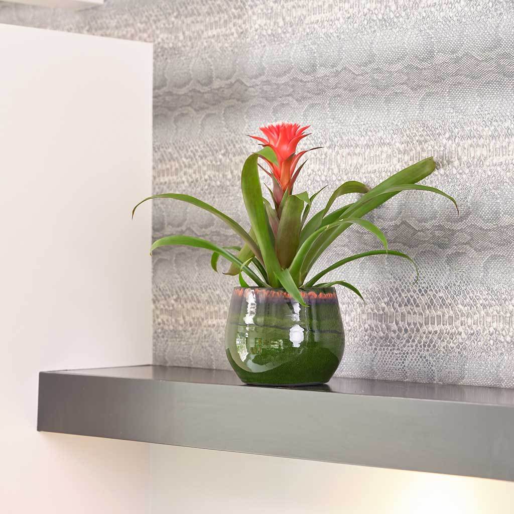 Charlotte Plant Pot - Green with Houseplant