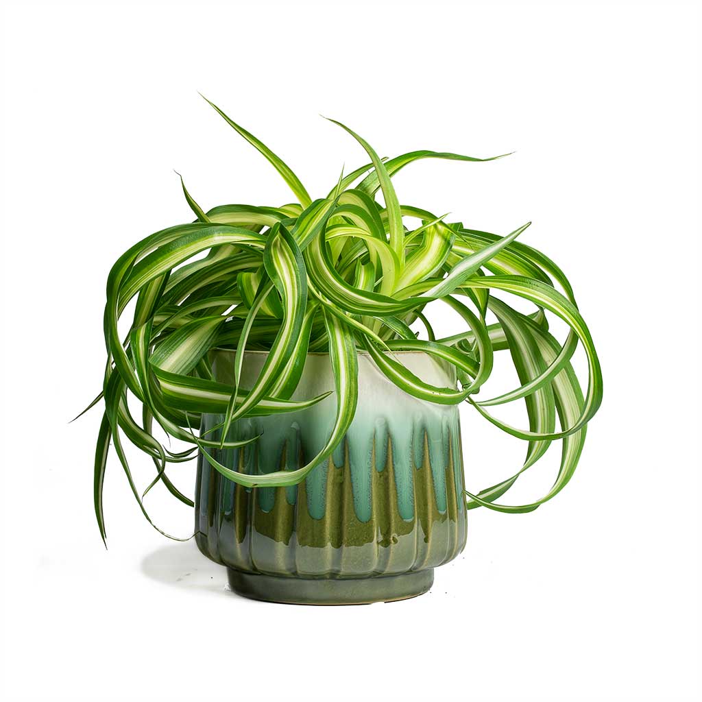 Chlorophytum Bonnie Curly Spider Plant & Alice Plant Pot - Ocean