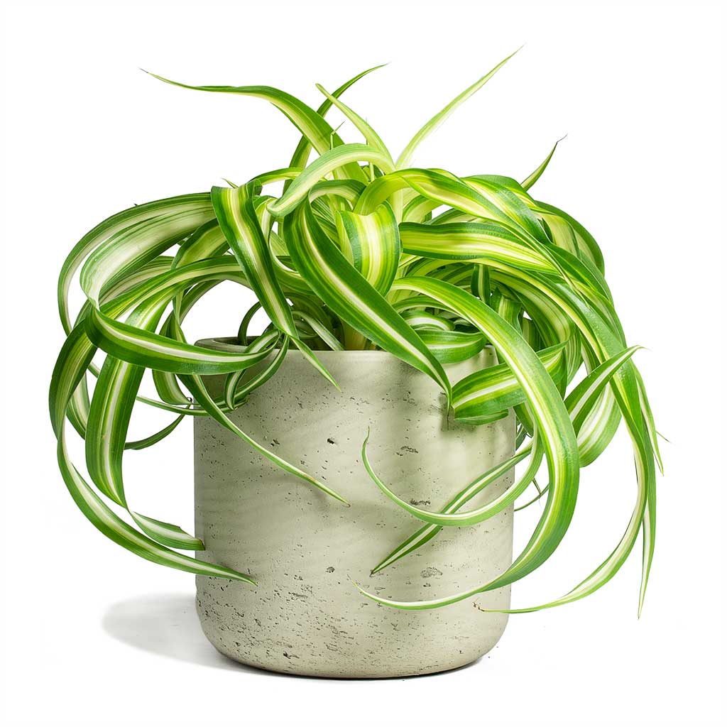 Chlorophytum Bonnie Curly Spider Plant & Charlie Plant Pot - Grey Washed