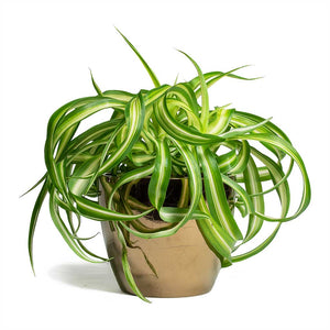 Chlorophytum Bonnie Curly Spider Plant & Sven Plant Pot - Gold