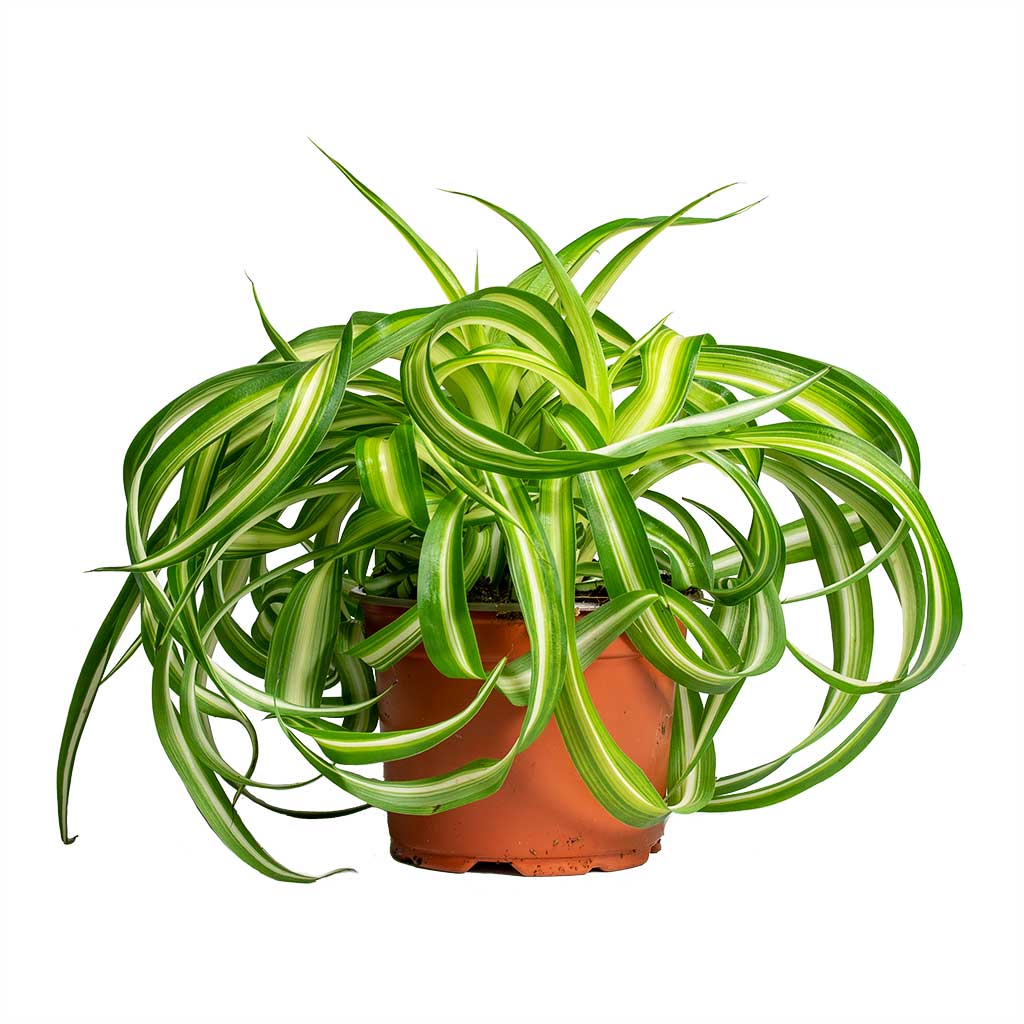 curly spider plant losing curl Chlorophytum comosum Bonnie - Curly Spider Plant | Hortology