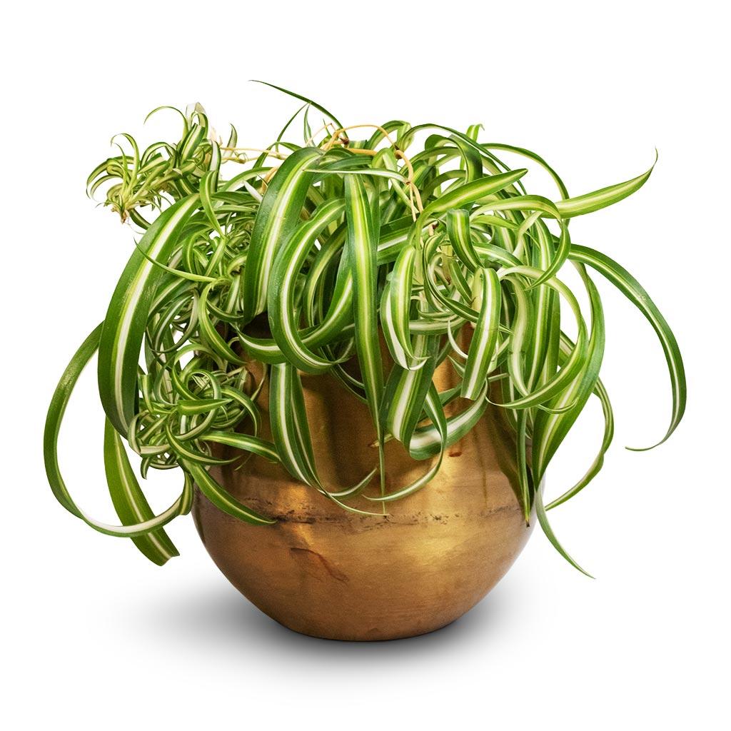 Chlorophytum Bonnie - Curly Spider Plant