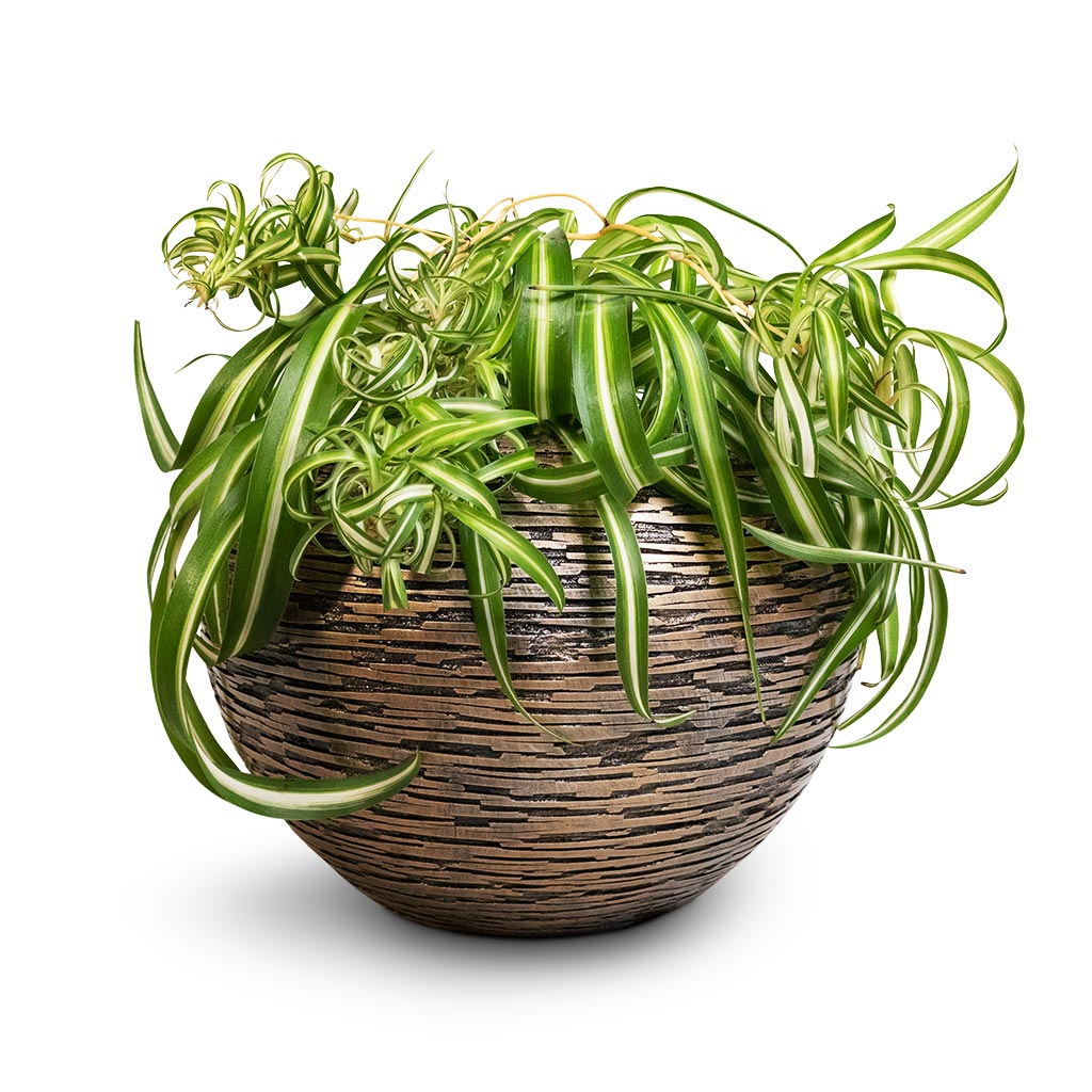 Chlorophytum Bonnie - Curly Spider Plant & Luxe Lite Wrinkle Globe Planter - Bronze