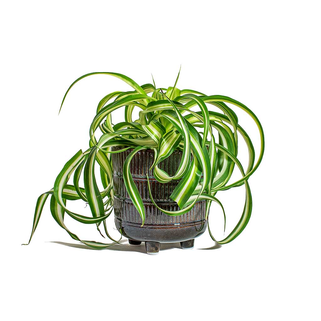 Chlorophytum Bonnie Curly Spider Plant & Denise Plant Pot Blue Bronze