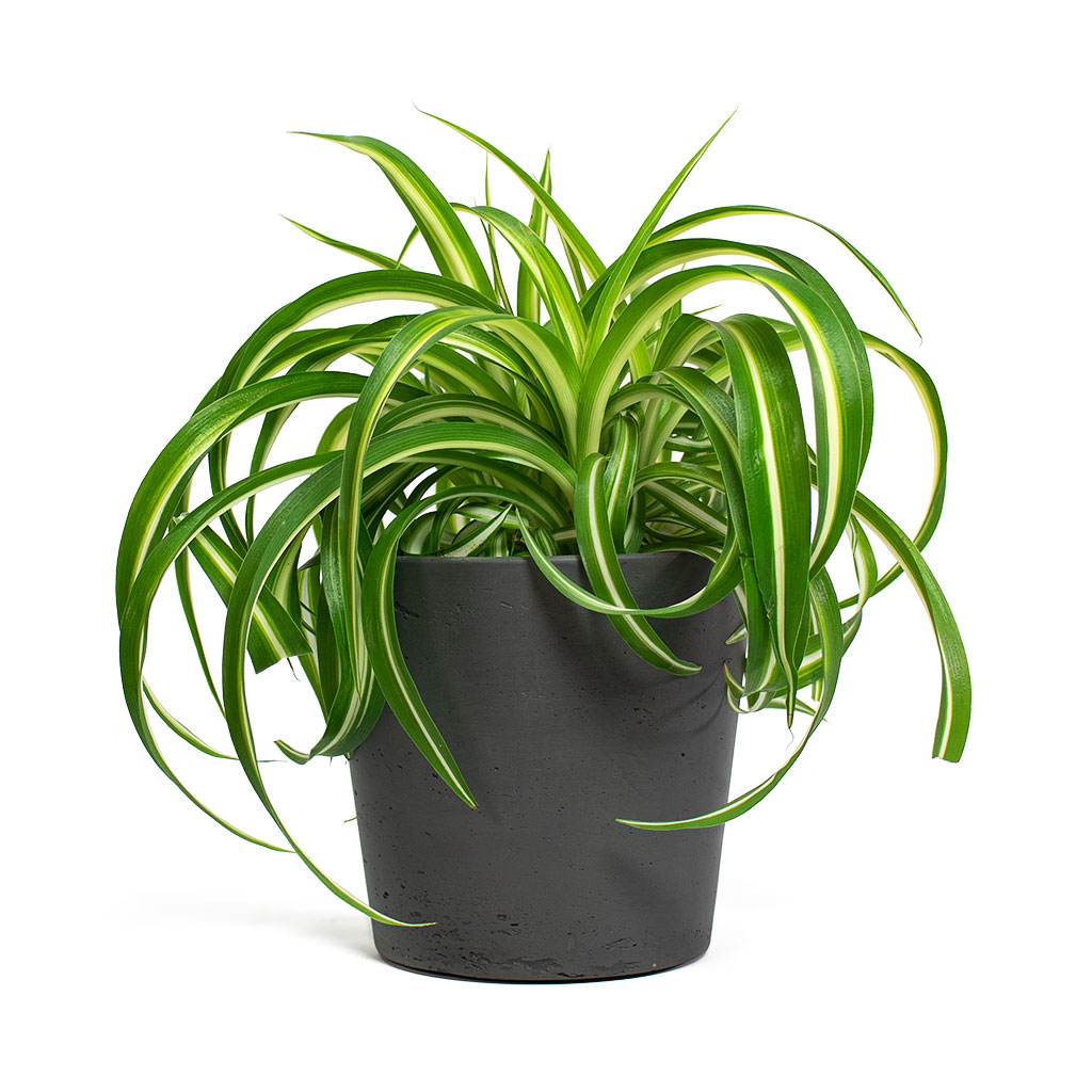 Chlorophytum Bonnie Curly Spider Plant with Mini Bucket Plant Pot Black Washed