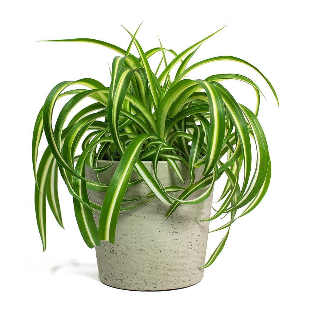 Chlorophytum Bonnie Curly Spider Plant with Mini Bucket Plant Pot Grey Washed