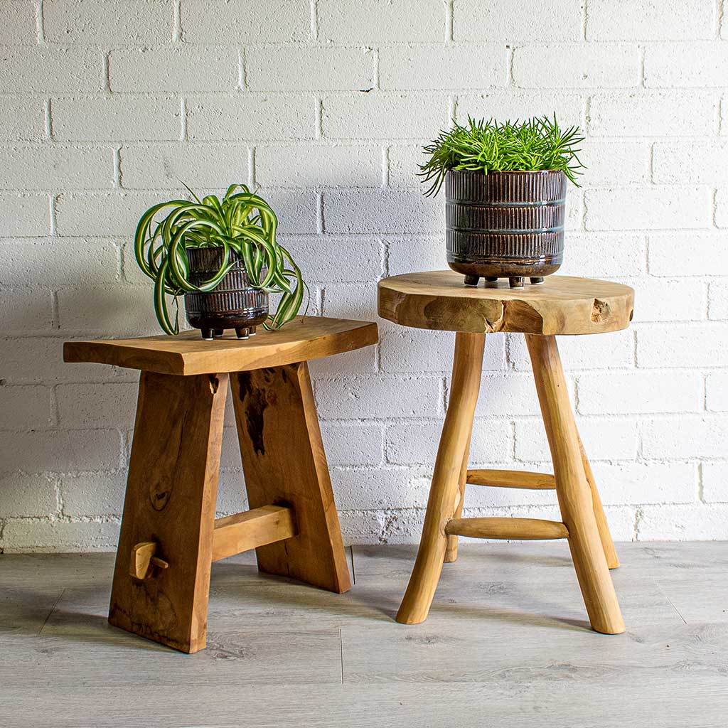 Chlorophytum Bonnie Curly Spider Plant & Senecio Himalaya - Himalaya Groundsel & Denise Plant Pot - Blue Bronze