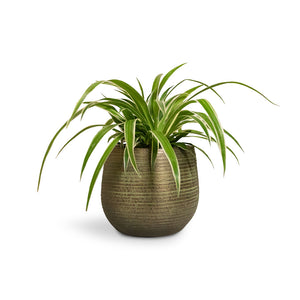 Chlorophytum Ocean - Spider Plant & Lydia Plant Pot - Shiny Green