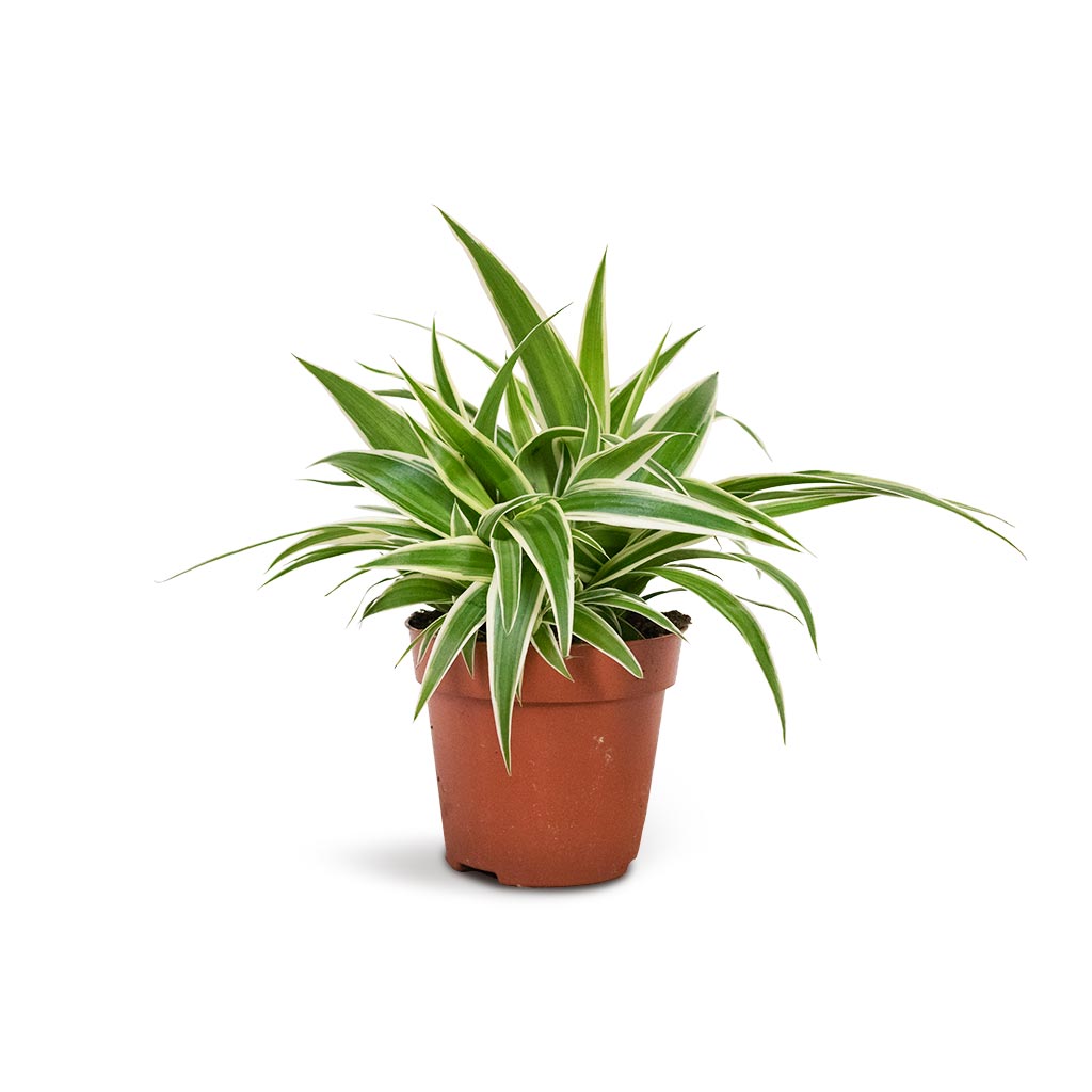 Chlorophytum Ocean - Spider Plant