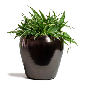 Chlorophytum Ocean Spider Plant & Amora Plant Pot - Black Gold