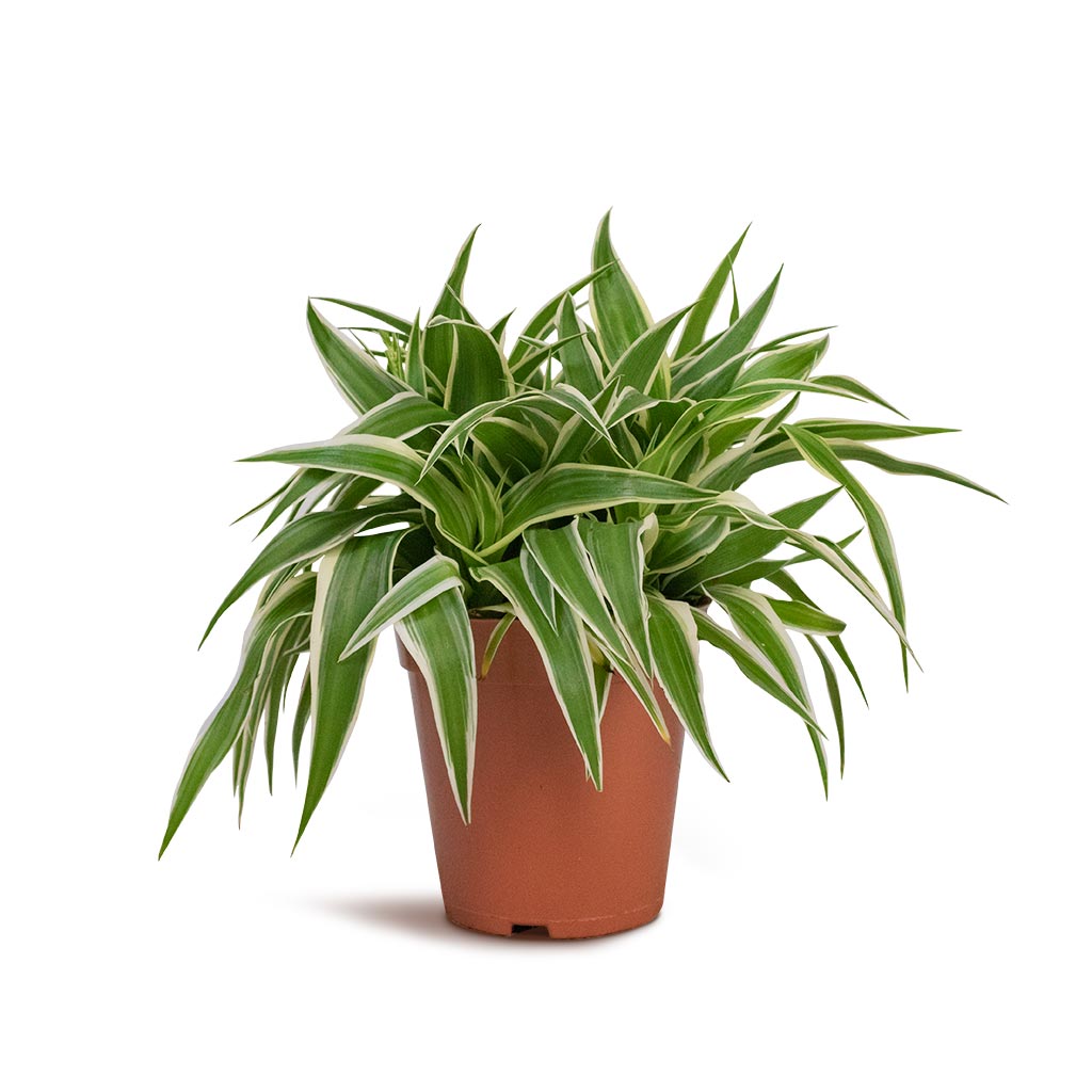 chlorophytum ocean care Chlorophytum comosum Ocean - Spider Plant | Hortology
