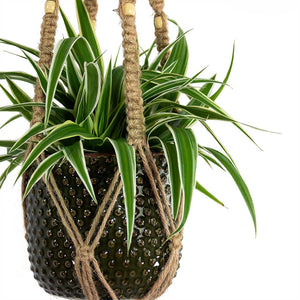 Chlorophytum Ocean Spider Plant with Bolino Plant Pot Green Plant Pot and Macrame Hanger Natural with Beads Close-Up