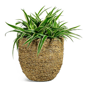 Chlorophytum Ocean Spider Plant & Cody Plant Pot Straw Grass