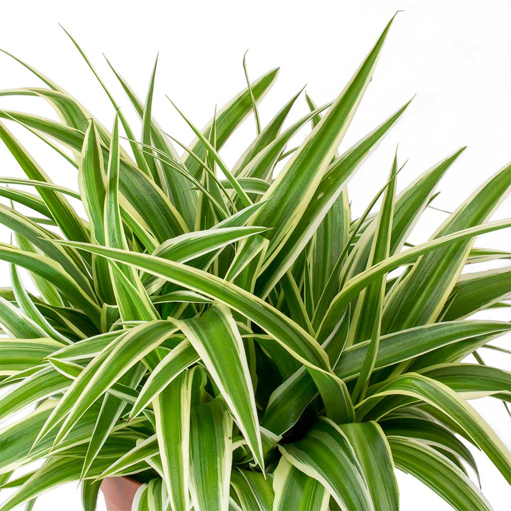 Chlorophytum Ocean Spider Plant 
 15x25cm In Didi Plant Pot Pearl Pink - 19x16cm