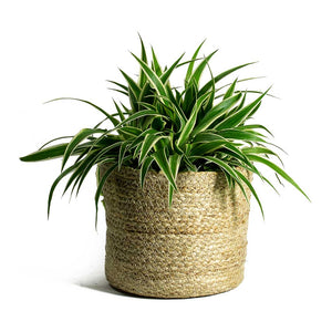 Chlorophytum Ocean Spider Plant & Maartje Plant Baskets Set of 5 Jute