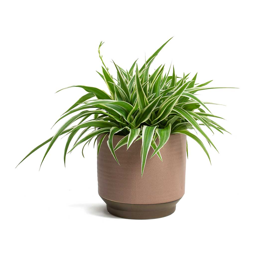 Chlorophytum Ocean Spider Plant & Suze Plant Pot Pink