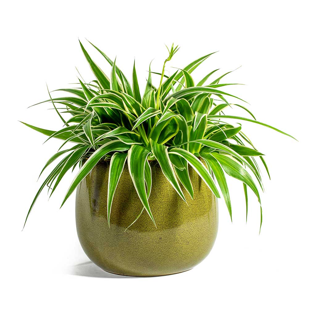 Chlorophytum-Ocean Spider Plant & Odile Moss Plant Pot