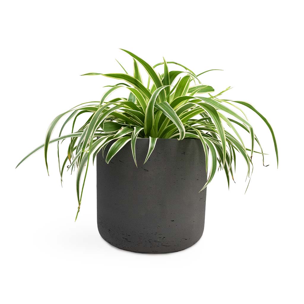 Chlorophytum Variegatum - Spider Plant Houseplant & Charlie Plant Pot - Black Washed