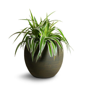 Chlorophytum Variegatum - Spider Plant Houseplant & Dex Plant Pot - Forrest