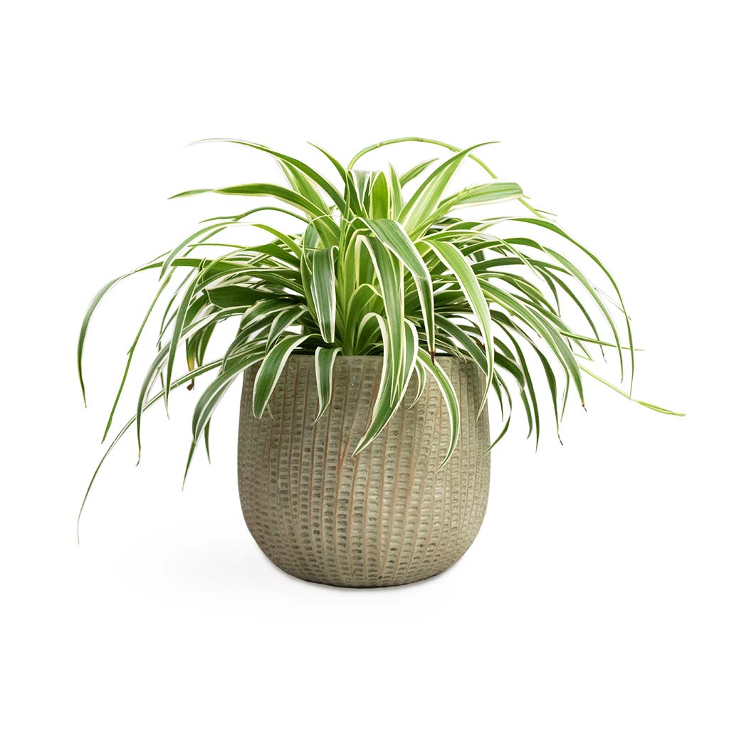 Chlorophytum Variegatum - Spider Plant Houseplant & Feico Plant Pot - Mint Grey