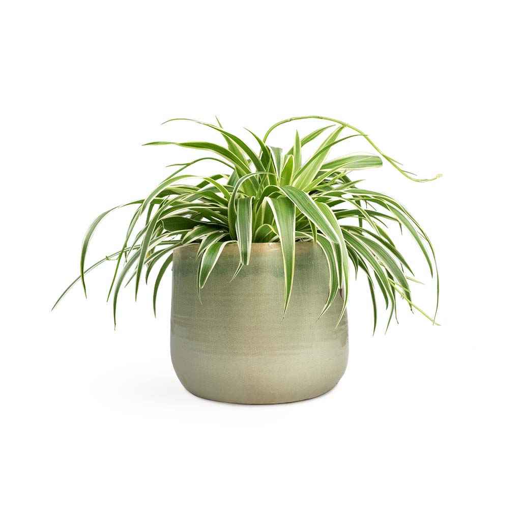 Chlorophytum Variegatum Spider Plant Best Indoor Plants -  Denmark