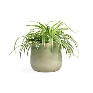 Chlorophytum Variegatum - Spider Plant Houseplant & Iris Plant Pot - Mint
