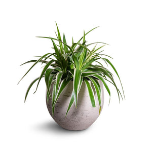 Chlorophytum Variegatum - Spider Plant Houseplant & Mini Orb Kevan Plant Pot - Grey Washed