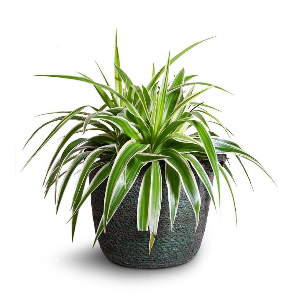 Chlorophytum comosum Variegatum - Spider Plant | Hortology