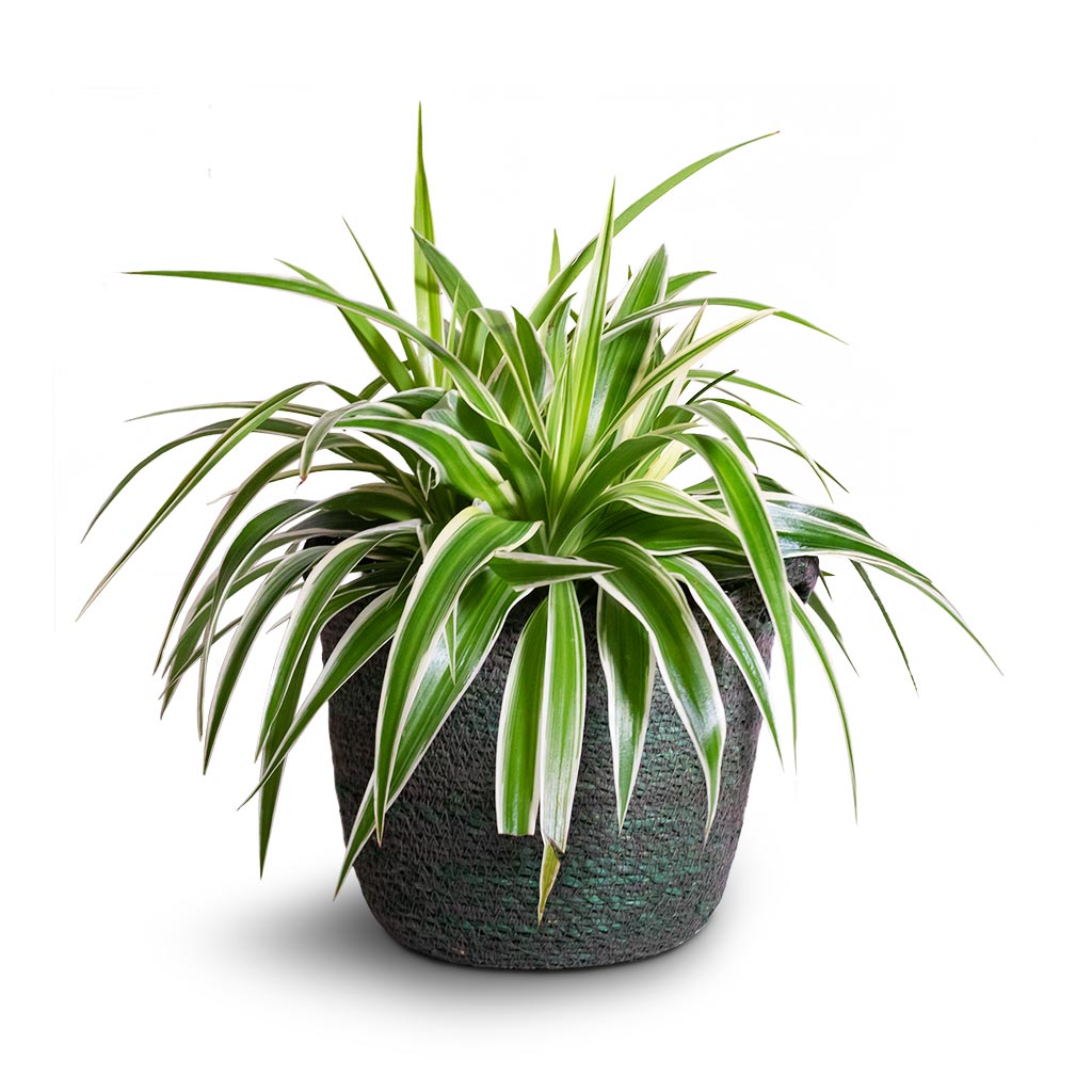 Chlorophytum Variegatum - Spider Plant Houseplant & Nelis Plant Basket - Green