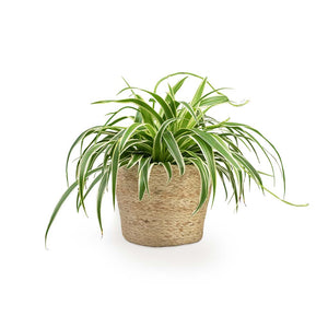 Chlorophytum Variegatum - Spider Plant Houseplant & Selin Plant Basket - Jute