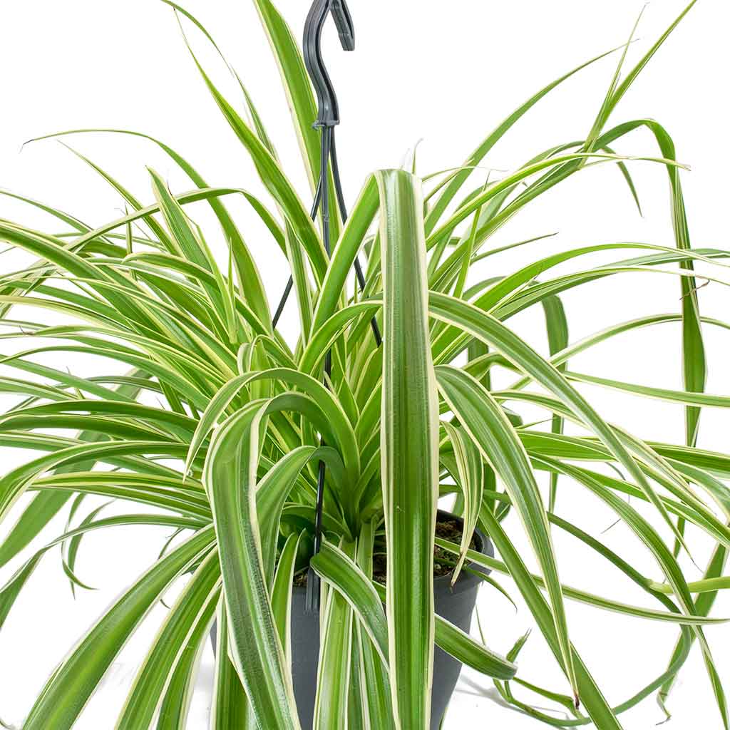 chlorophytum variegatum cats Chlorophytum comosum Variegatum - Spider Plant | Hortology