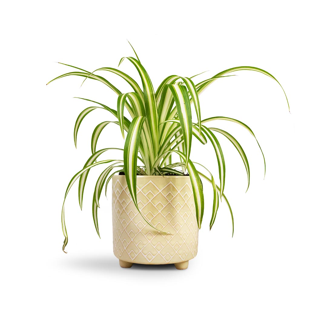 Chlorophytum Vittatum Houseplant - Spider Plant &amp; Bilbao Plant Pot -  Pale Jade
