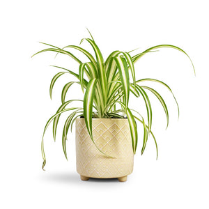 Chlorophytum Vittatum Houseplant - Spider Plant & Bilbao Plant Pot -  Pale Jade