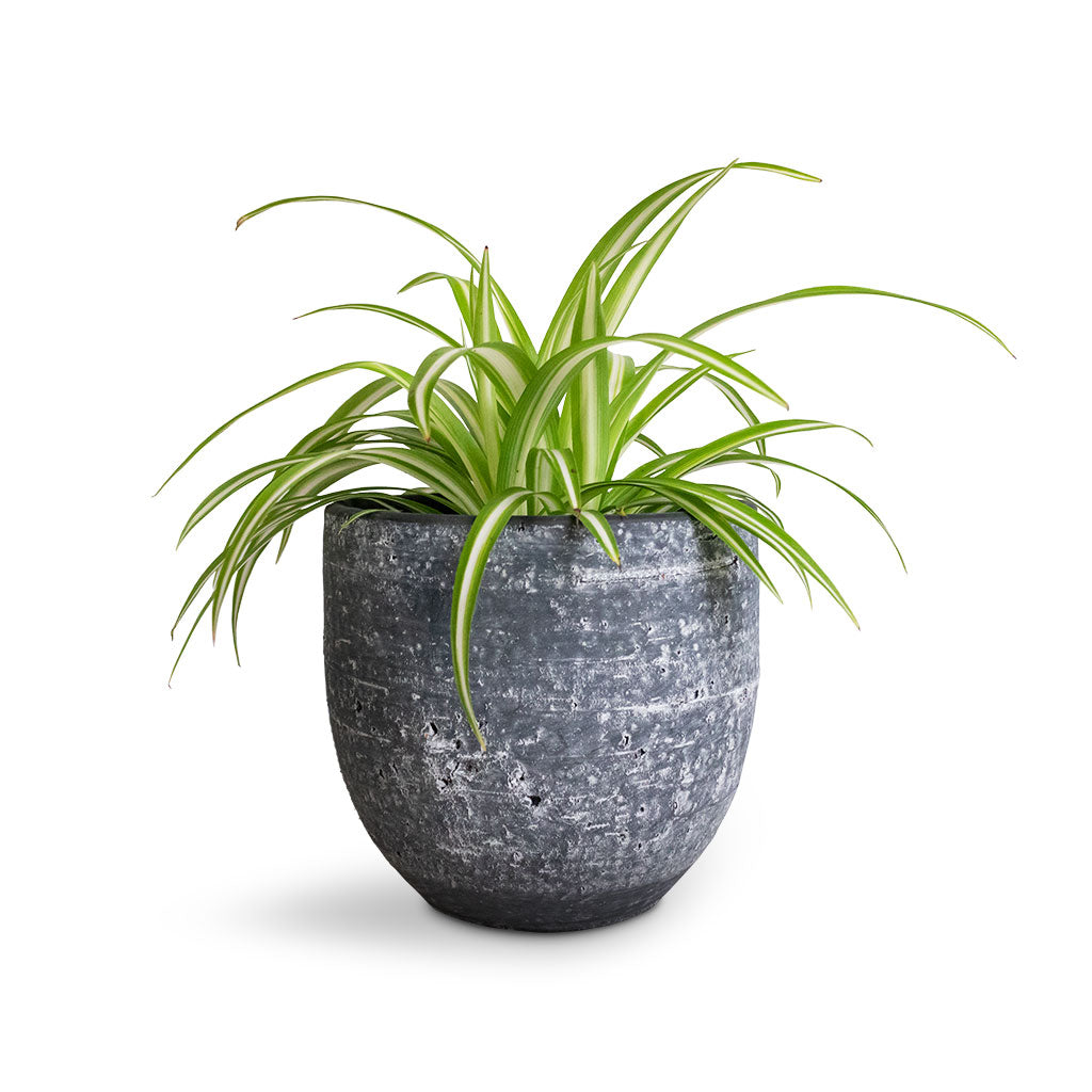 Chlorophytum Vittatum - Spider Plant & Cas Plant Pot - Anthracite 