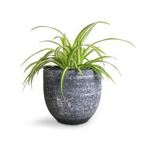 Chlorophytum Vittatum - Spider Plant & Cas Plant Pot - Anthracite 
