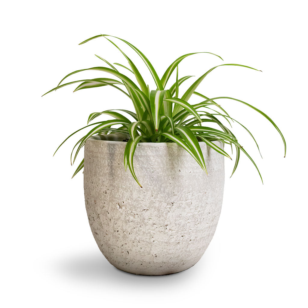 Chlorophytum Vittatum - Spider Plant &amp; Cas Plant pot Cool Grey