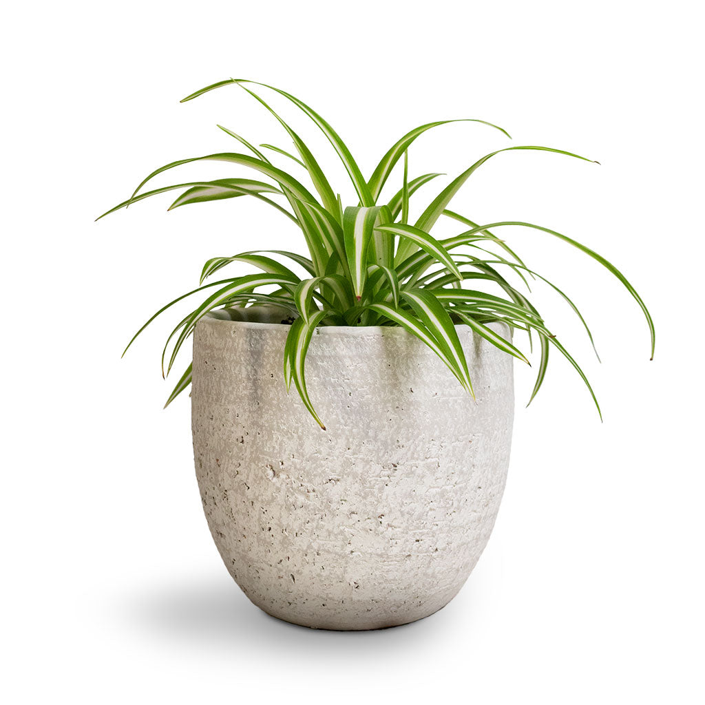 Chlorophytum Vittatum - Spider Plant & Cas Plant pot Cool Grey