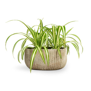 Chlorophytum Vittatum Houseplant - Spider Plant & Feico Oval Plant Bowl - Mint Grey