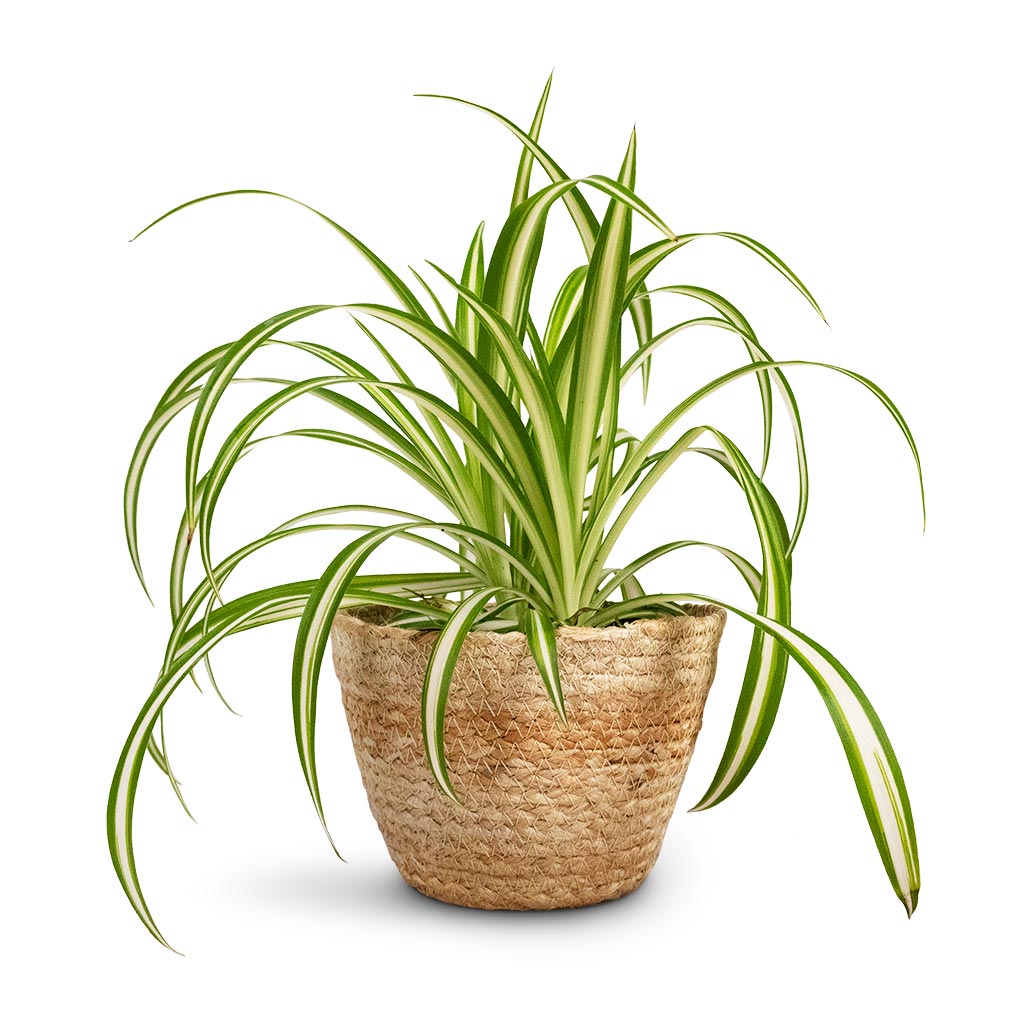 Chlorophytum Vittatum Houseplant - Spider Plant & Selin Plant Basket - Jute