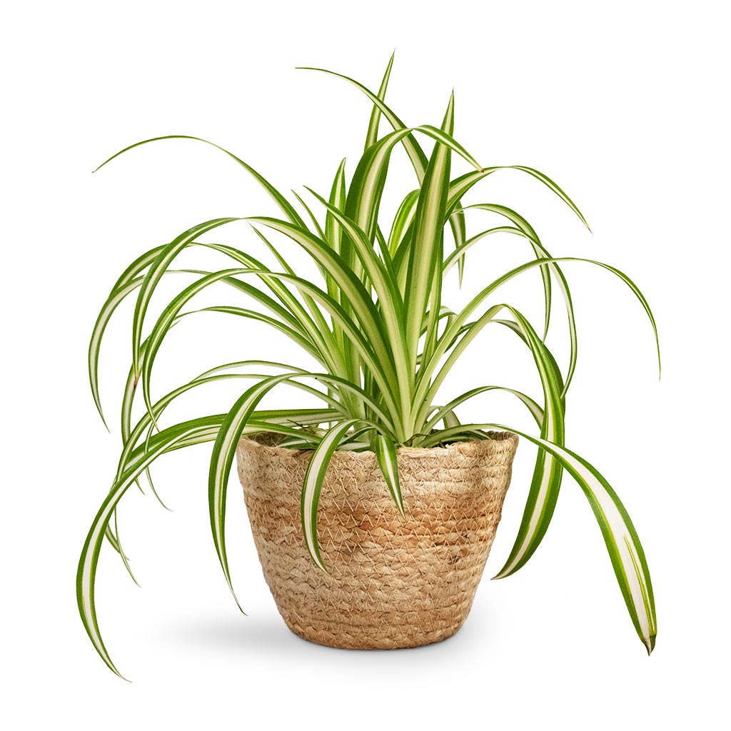 Chlorophytum Vittatum Houseplant - Spider Plant & Selin Plant Basket - Jute