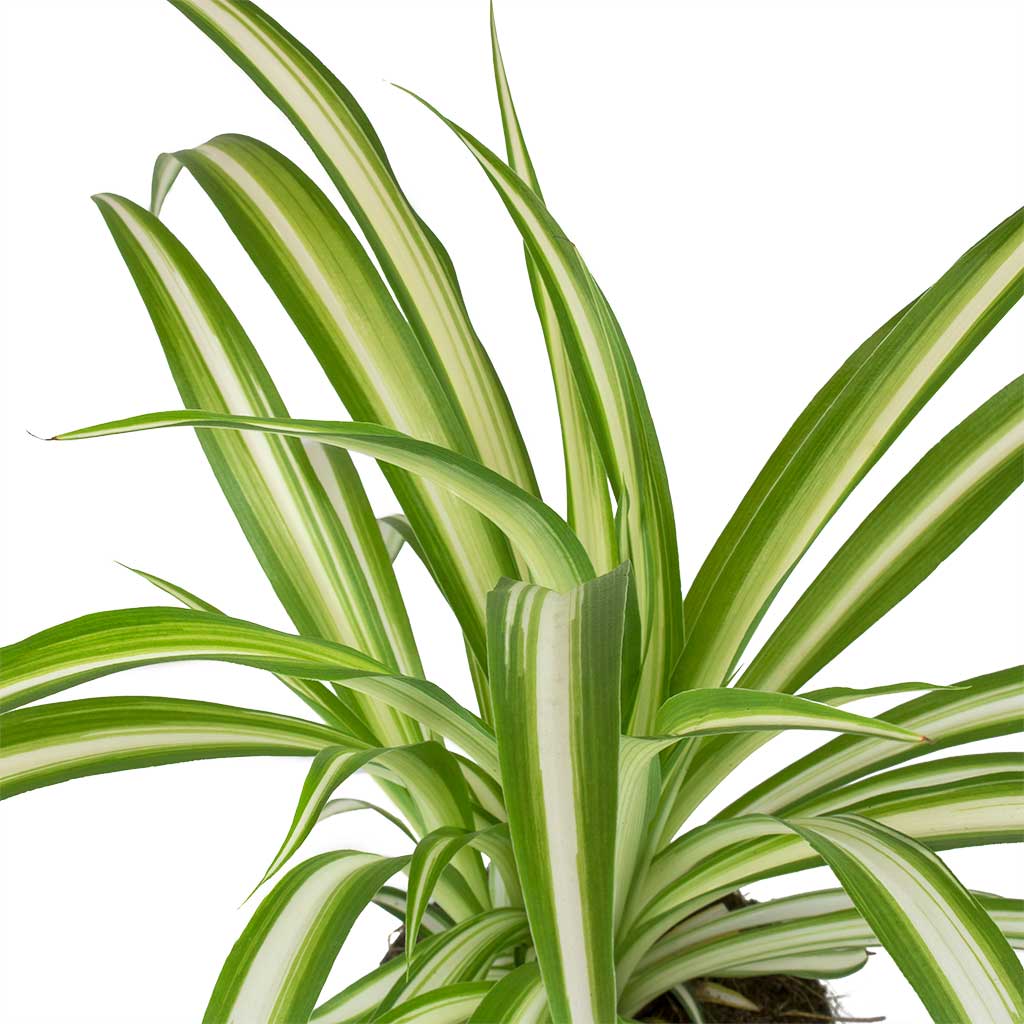 Chlorophytum Vittatum Houseplant - Spider Plant & Bilbao Plant Pot -  Pale Jade